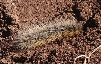 Chenille.