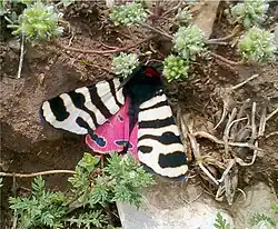 Papillon.