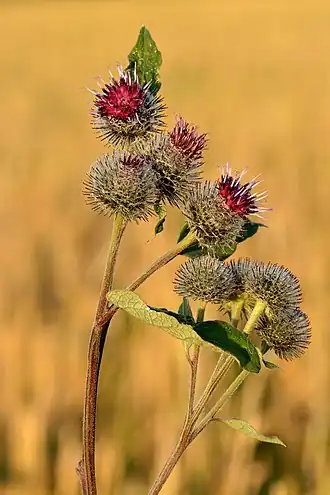 Description de cette image, également commentée ci-après