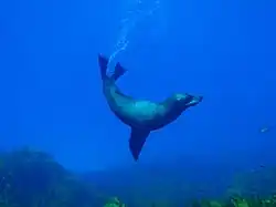 Un phoque en Australie-Méridionale, avec une prise de vue au grand angle.