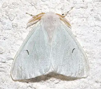 Arctornis l-nigrum(Lymantriinae, Arctornithini)