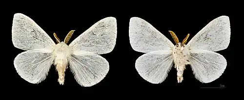 ♂ Crest-Voland MHNT