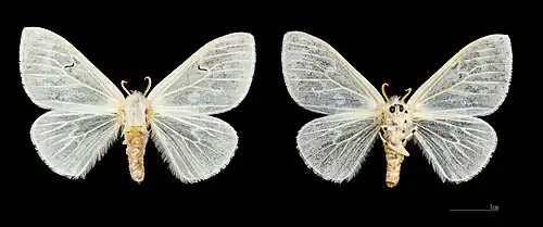 ♀ Les Mathes MHNT