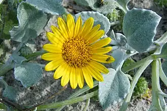Description de l'image Arctotheca populifolia flower yellow.JPG.