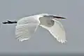 Grande aigrette