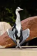 Un héron cendré dans le zoo.