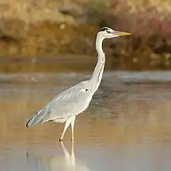 Vue d'un héron cendré à mi-pattes dans l'eau.