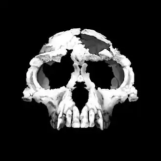 Ardi (Ardipithecus ramidus)