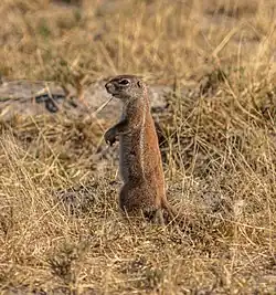 Parc national Makgadikgadi Pans, Botswana.