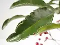Une feuille « crénelée ».