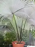 En pot, à la Palmeraie de Francfort-sur-le-Main, en Allemagne.
