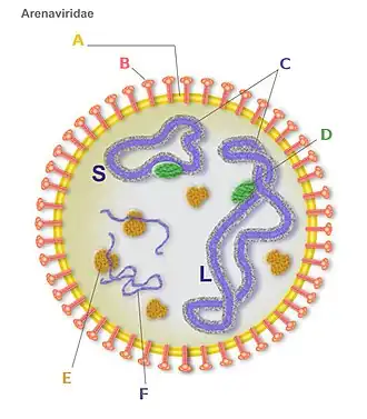 Description de l'image Arenaviridae-scheme.jpg.
