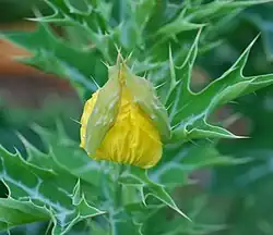 Bourgeon floral, sépales caducs.
