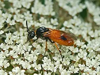Description de l'image Argidae - Arge melanochroa.JPG.
