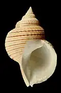 Argobuccinium tumidum