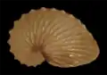 Coquille calcaire d'argonaute hians