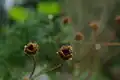 Fleur fanée.
