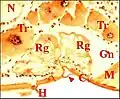 Fig.12 - Argyrodes sp., glande rétrognathocoxale . C, cuticule ;    Gn, gnathocoxa; H, poil ; M, muscle ; N, ganglion nerveux;  Rg, glande rétrognathocoxale (5) ; Tr, tissu réticulé.  Flèches : languette (en auvent)