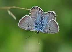 Aricia anteros