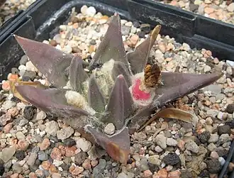 Description de l'image Ariocarpus trigonus 01.jpg.