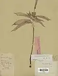 Disposition des feuilles et de l’inflorescence.
