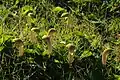 Champ d'Arisarum vulgare.