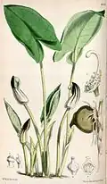 Illustration botanique d'Arisarum vulgare, Curtis's Botanical Magazine (1873).