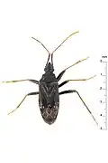 Aristaenetoides politus, Brunei.