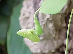 Inflorescence jeune.
