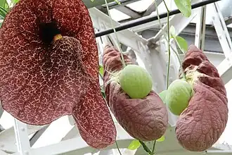 Inflorescences.