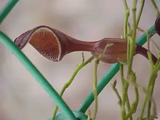Description de l'image Aristolochia_maxima4.jpg.