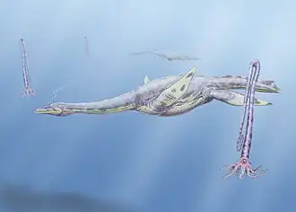 Illustration d'un plésiosaure nageant dans l'océan avec des ammonites.