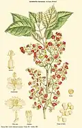 Aristotelia racemosa