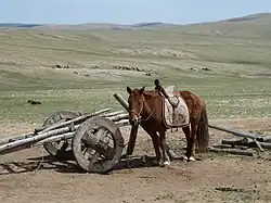 Un cheval oux avec ujne selle décorée devant un attelage en bois