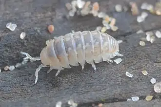 Description de l'image Armadillidium album 2.jpg.