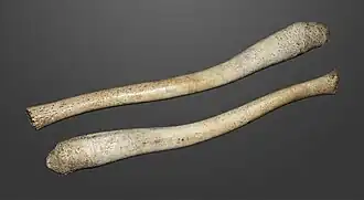 Le morse possède un baculum qui peut atteindre 60&nbsp;cm  (collection MHNT)