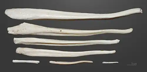 Os péniens MHNT.