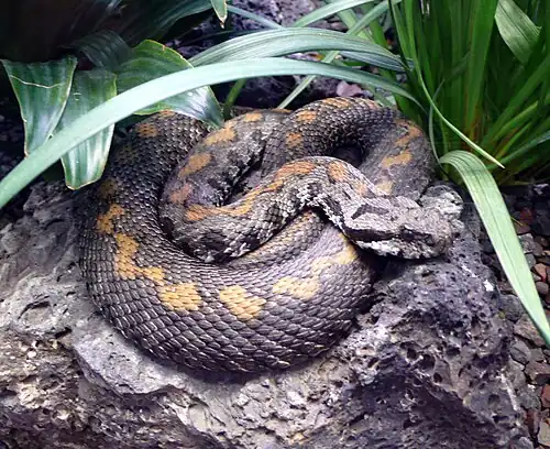 Description de l'image Armenian viper.jpg.