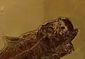 Crâne d’Armigatus brevissimus.