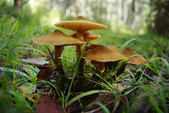 Image illustrative de l’article Pourridié-agaric