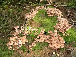 Armillaria mellea.