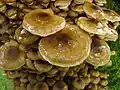 Armillaria mellea (pourridié).