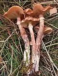 Armillaria ostoyae pied fibreux