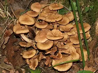 Description de cette image, également commentée ci-après
