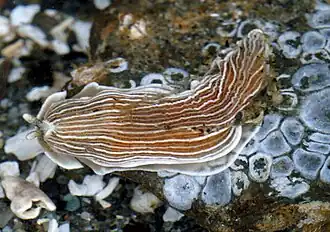 Armina californica, un nudibranche arminacé.