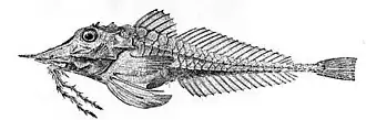 Description de l'image Armored searobin.jpg.