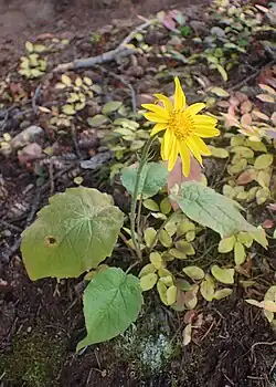 Arnica cordifolia