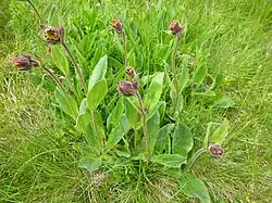 Arnica montana
