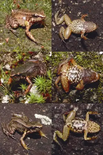 Description de l'image Aromobates ornatissimus.png.