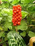 Fruits mûrs